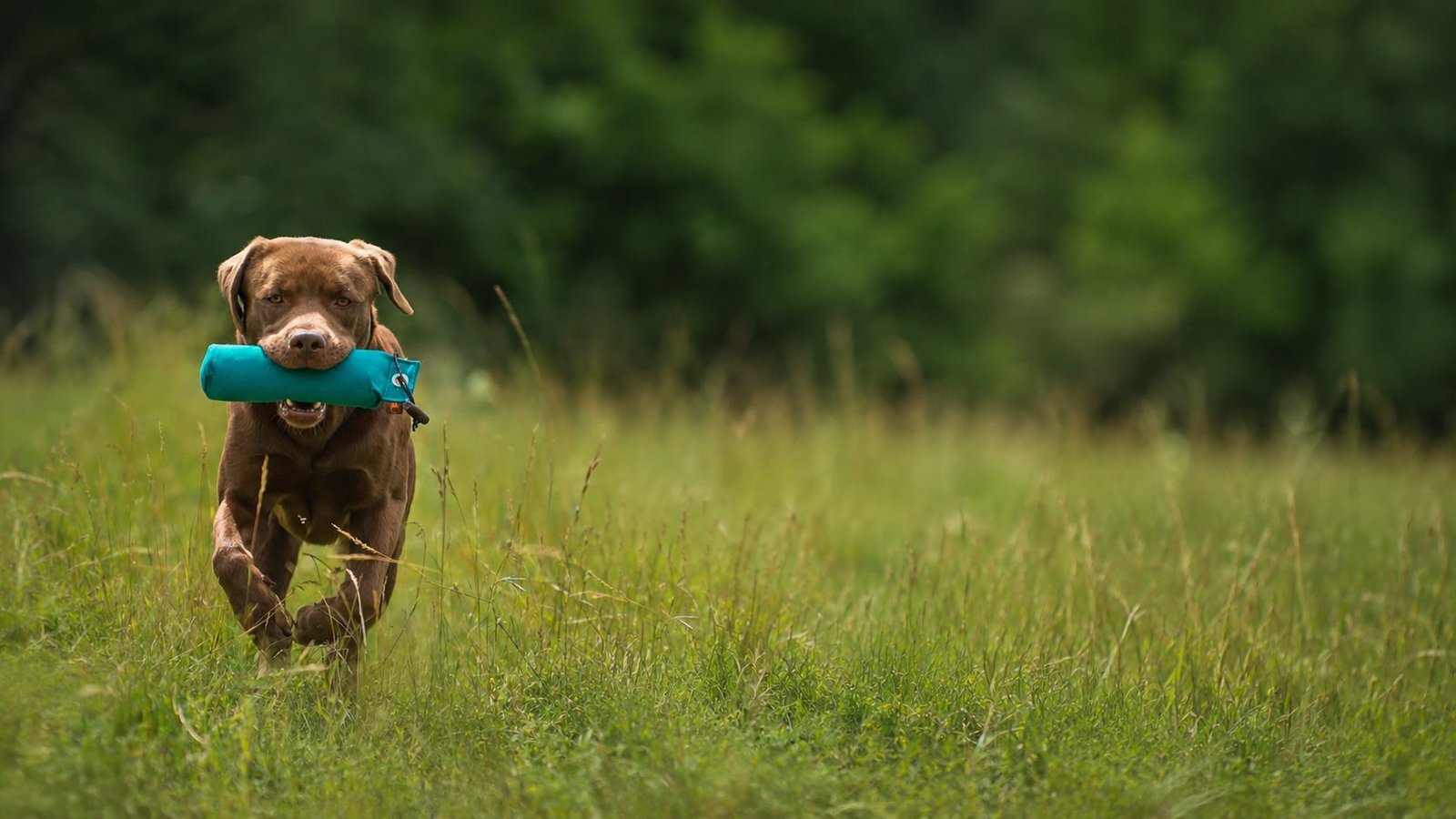 Brauner Labrador Retriever läuft mit einem Dummy im Fang über eine Wiese, Querformat