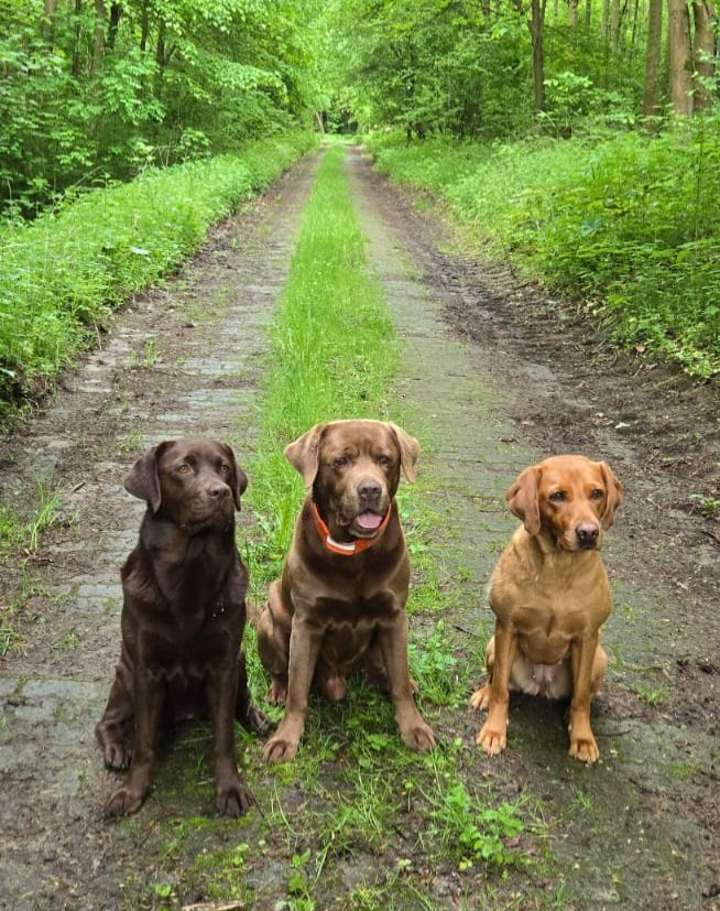 Drei Labrador Retriever in unterschiedlichen Farben sitzen nebeneinander auf einem Waldweg