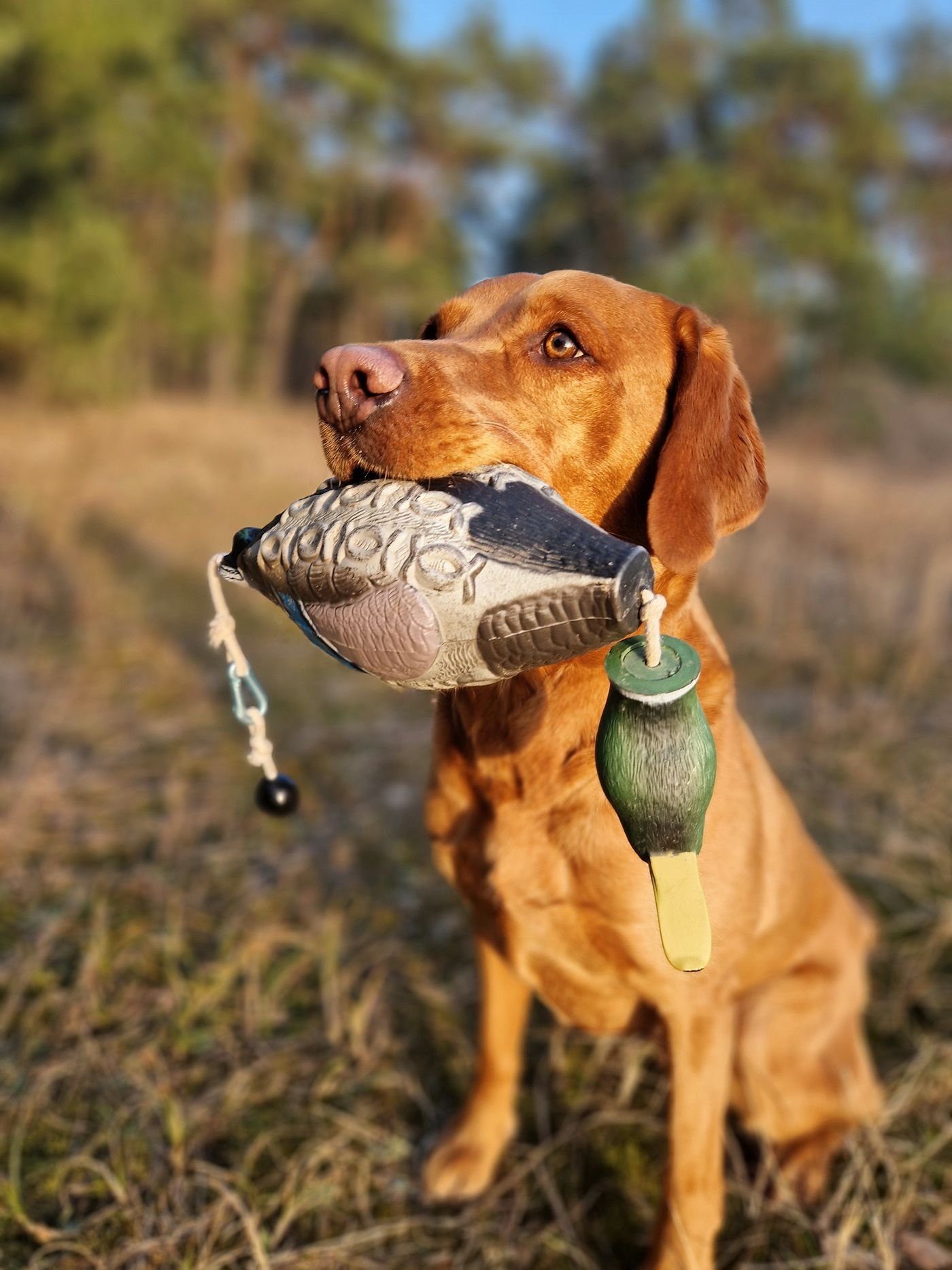Fuchsroter Labrador Retriever trägt einen Dummy in Entenform im Fang