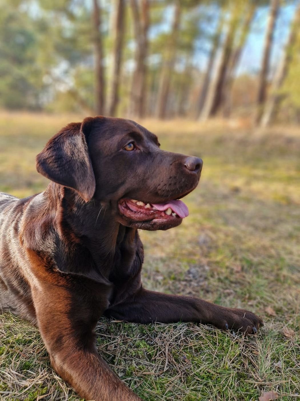 Kopf der Chocolate Labrador Retriever Hündin Bontje im Profil