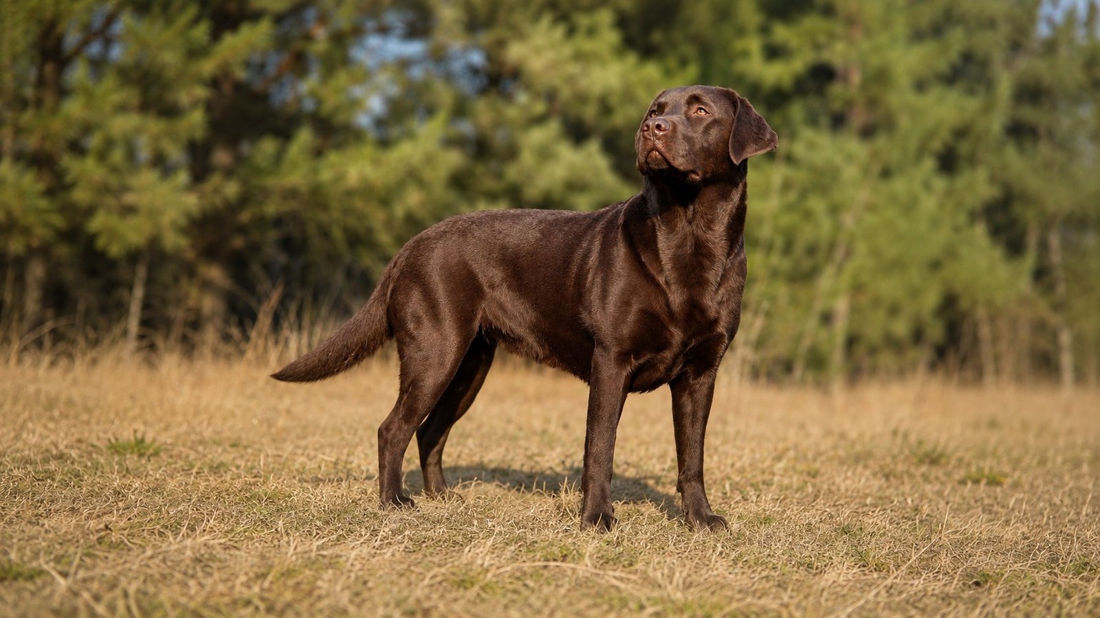 Chocolate Labrador Retriever Hündin Bontje im Stand auf einer Wiese vor Nadelbäumen, Querformat