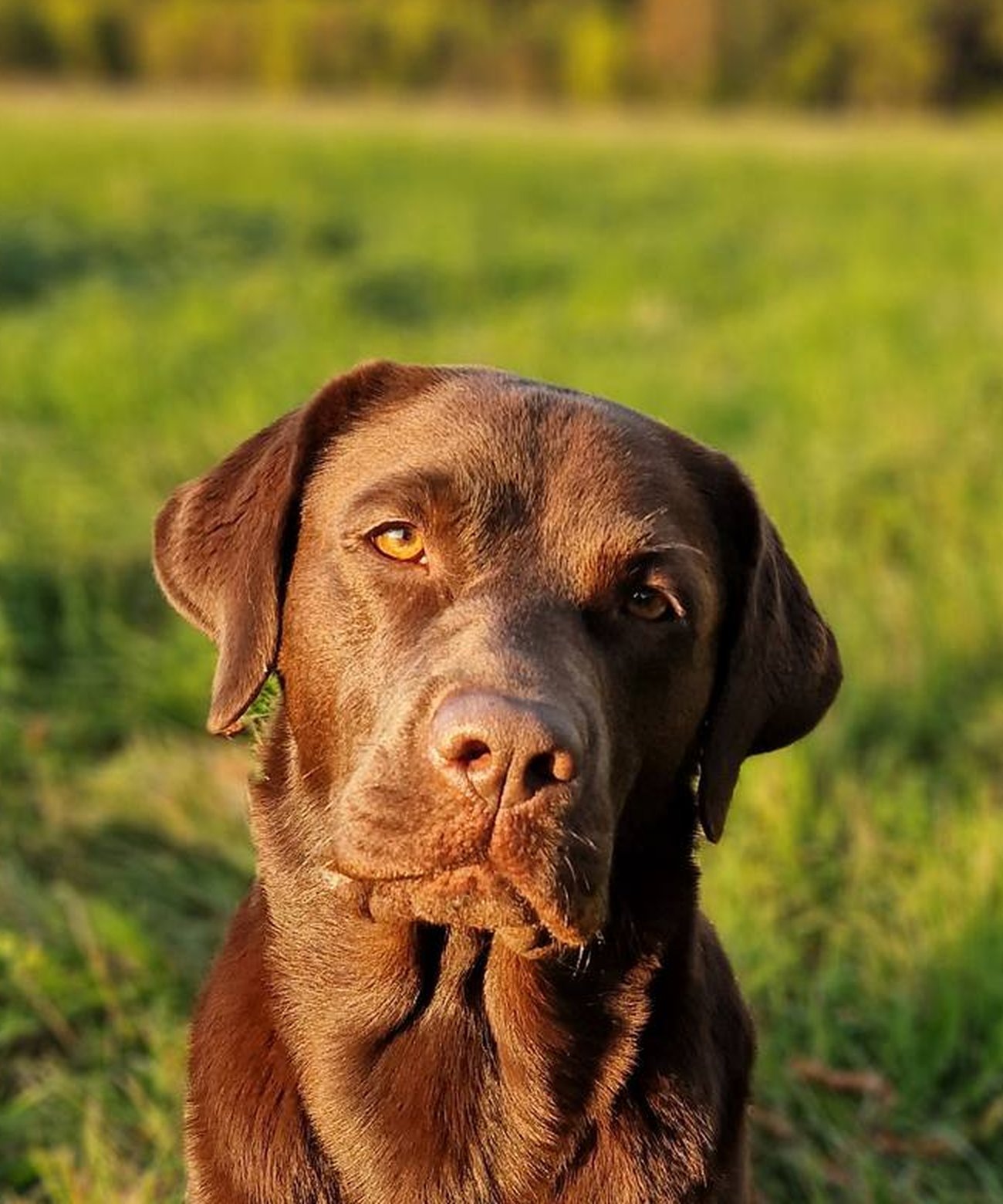 Kopfporträt eines braunen Labrador Retrievers, Nahaufnahme mit unscharfer Wiese im Hintergrund