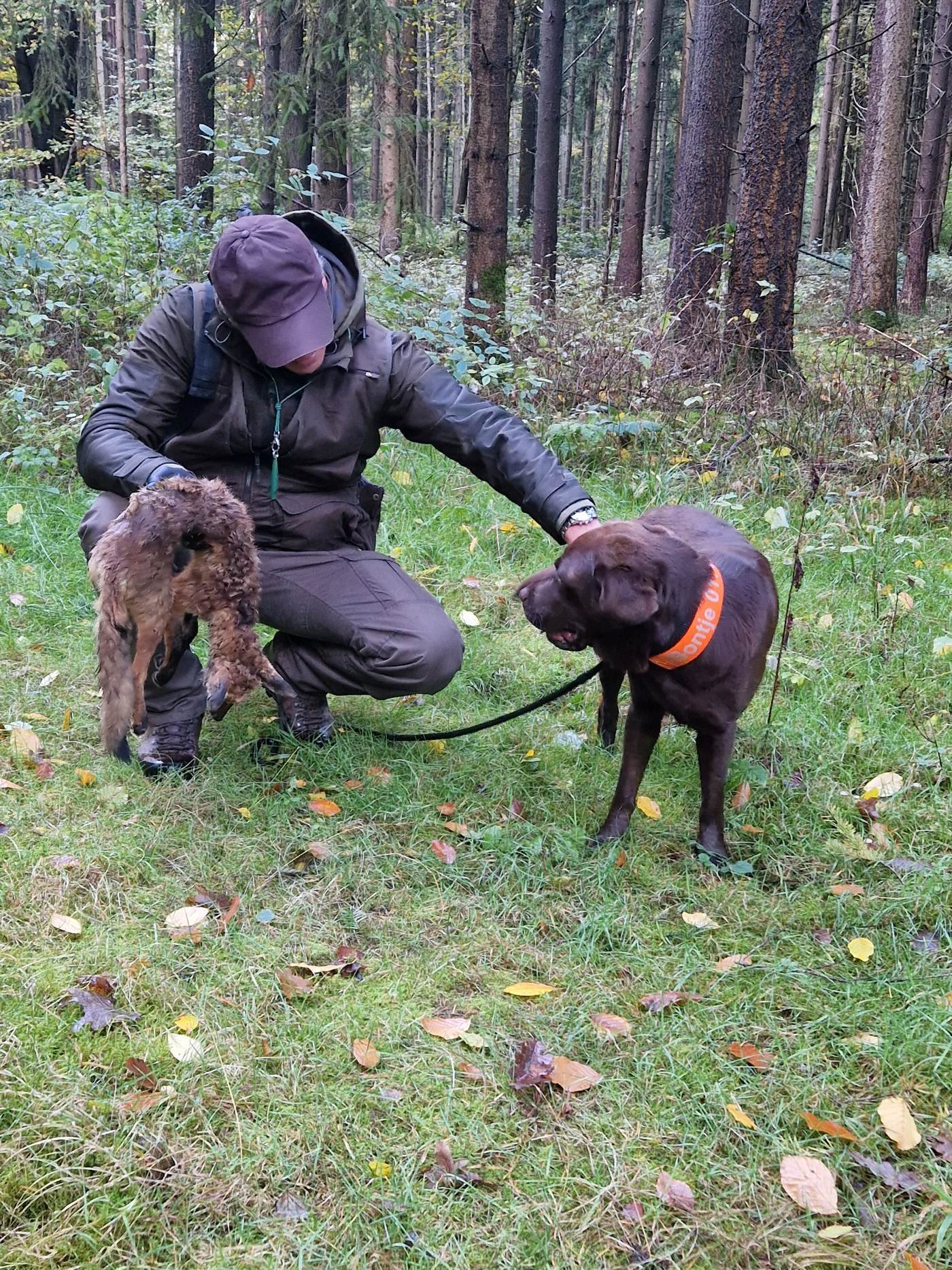 Hundeführer kniet mit einem Labrador Retriever neben einem erlegten Rehkitz auf einer herbstlichen Wiese
