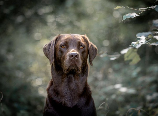 Kopfporträt des Labrador Retriever Rüden Hunter im Wald