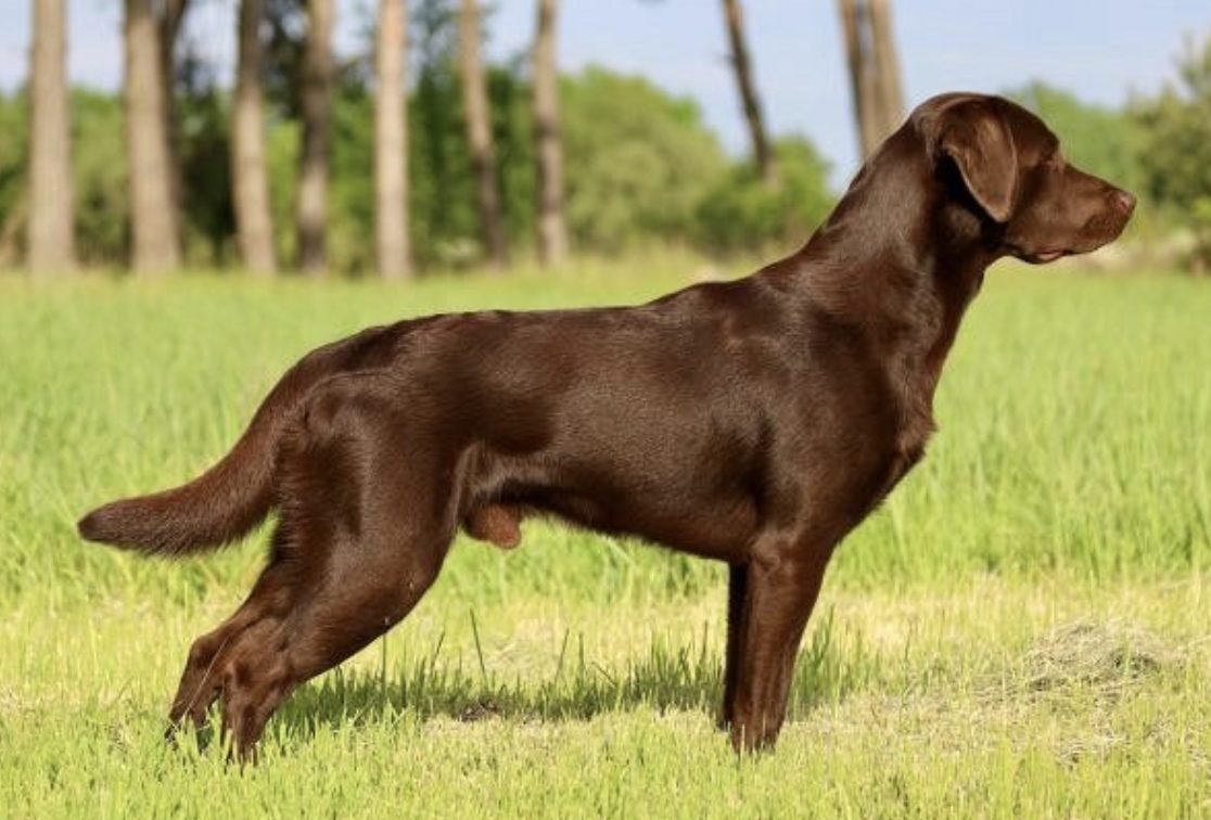 Labrador Retriever Rüde Hunter steht im Stand am Waldrand