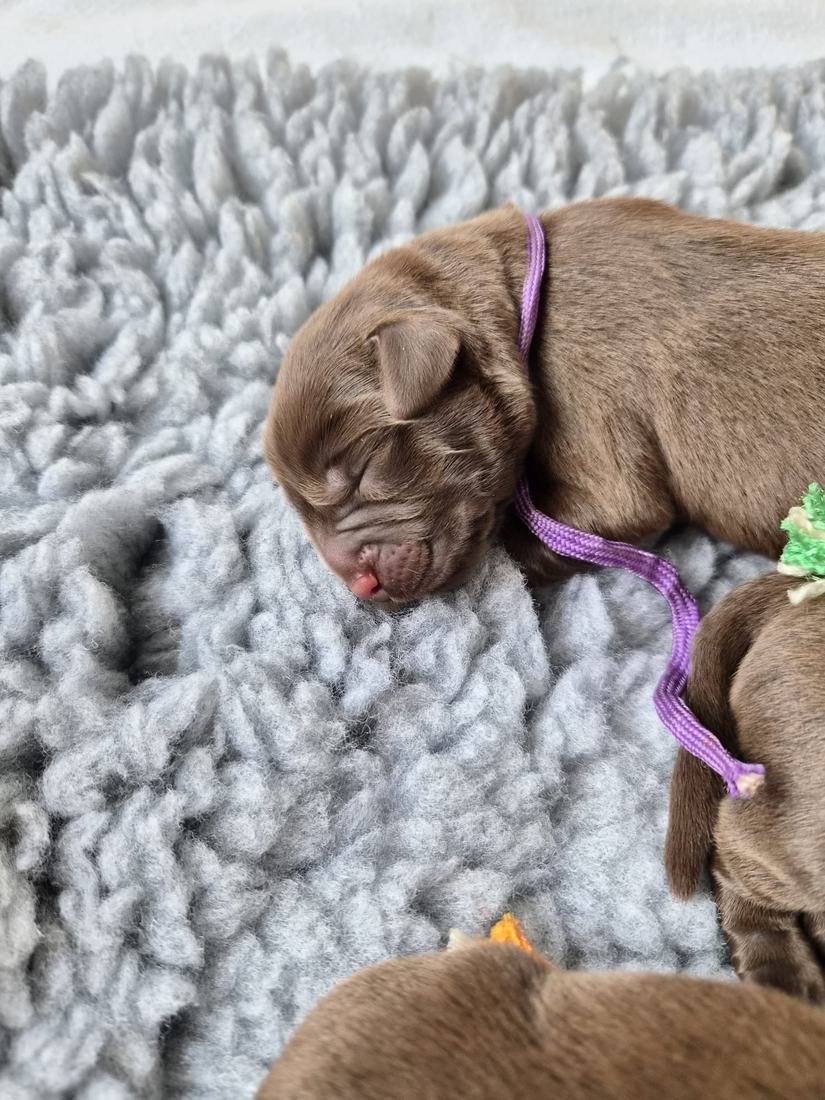 Zusammengerollter Chocolate Labrador Welpe mit lila Halsband