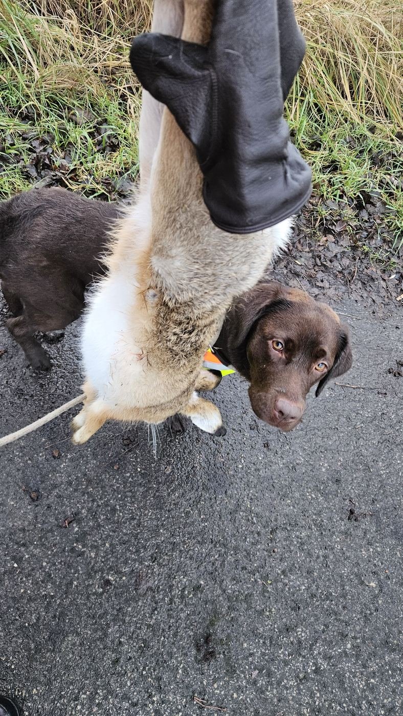 Junger Labrador-Retriever-Welpe an der Leine, im Hintergrund hängt erlegtes Wild