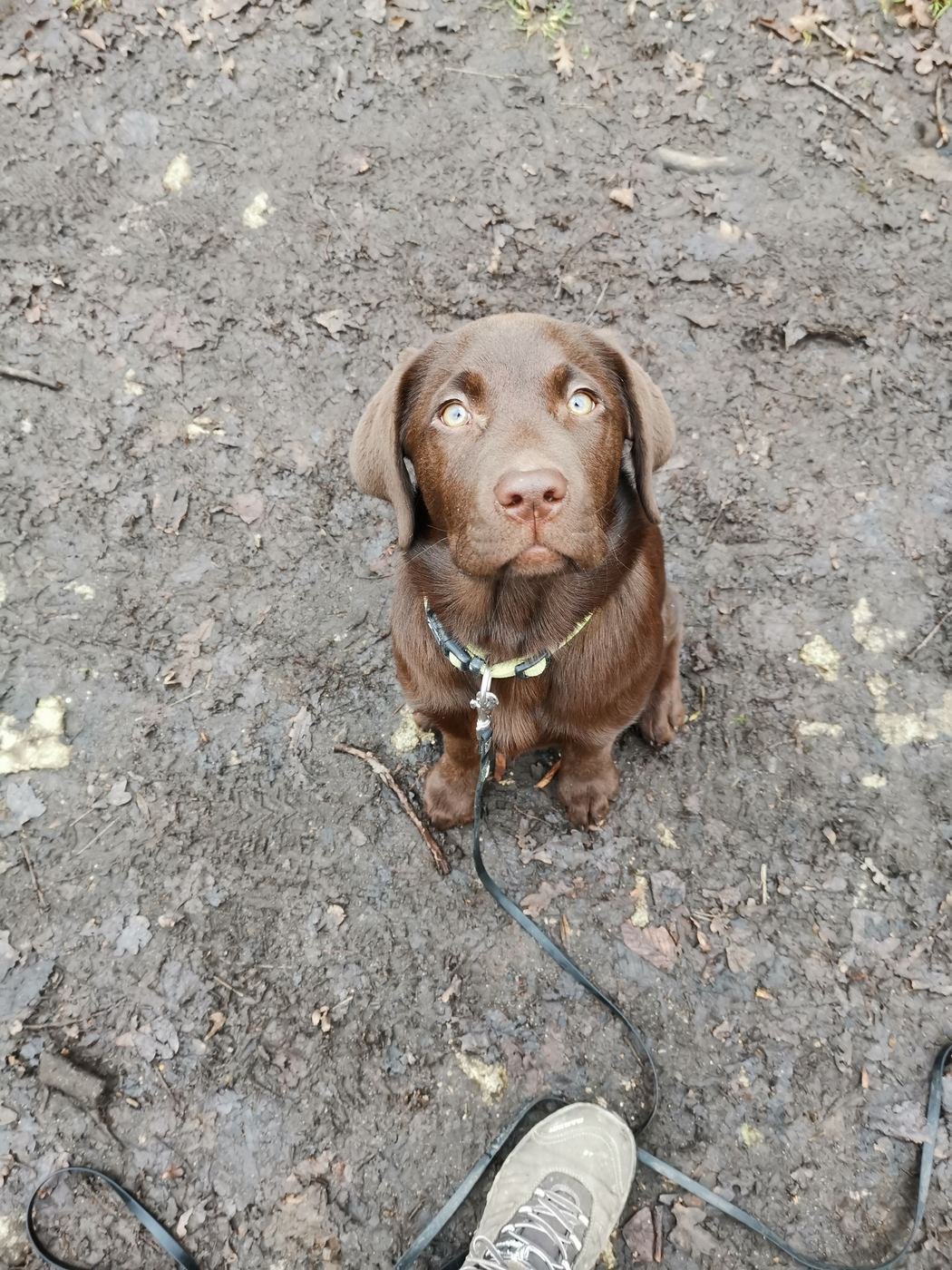 Labrador-Retriever-Welpe sitzt an der Leine und blickt zu seinem Menschen auf