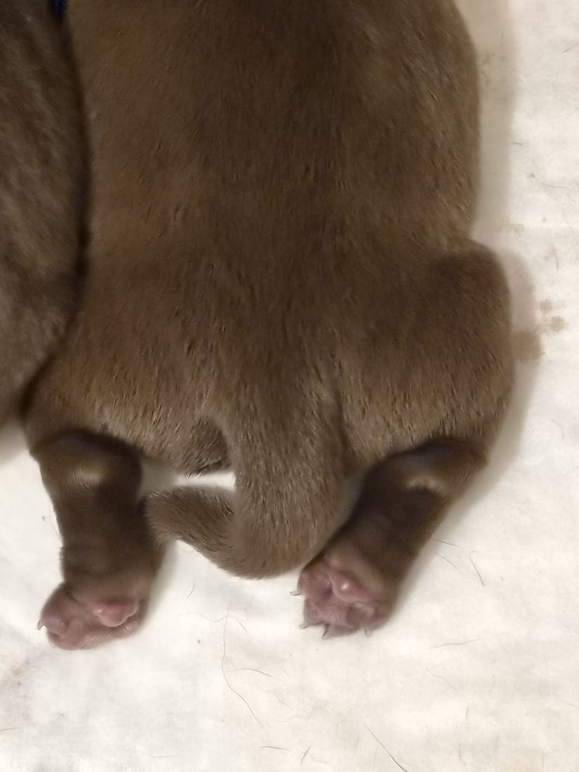 Nahaufnahme der winzigen Pfoten eines neugeborenen Labrador Welpen