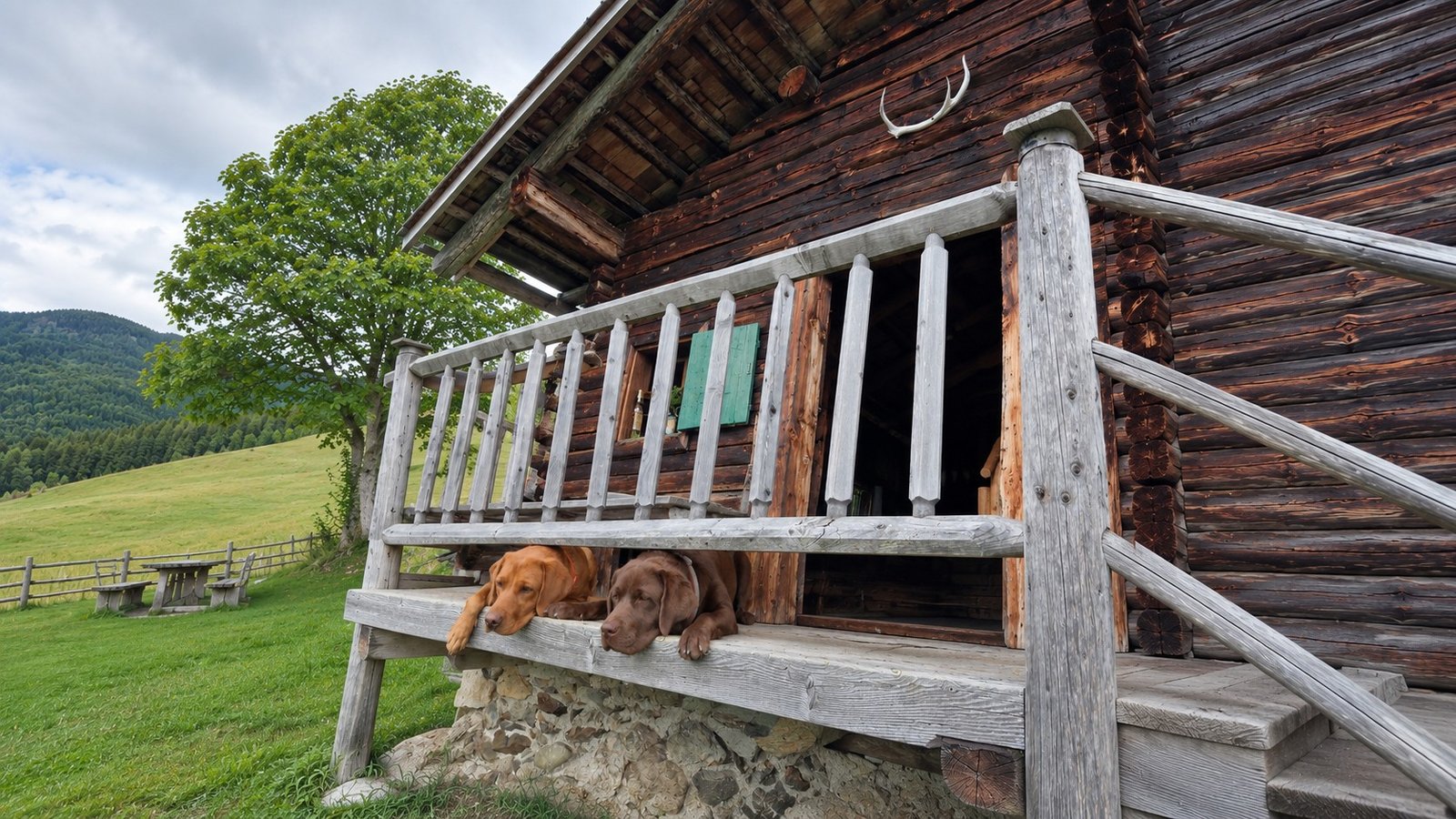 Zwei Hunde liegen auf der Veranda einer Jagdhütte, im Hintergrund Wiese, ein Baum und Berge, an der Hüttenwand hängt ein Geweih, Querformat
