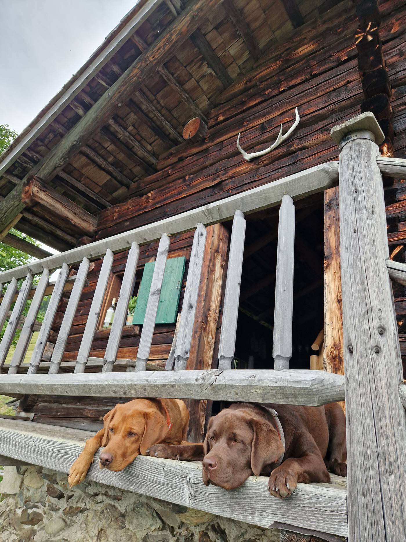 Zwei Hunde liegen auf der Holzveranda einer Jagdhütte